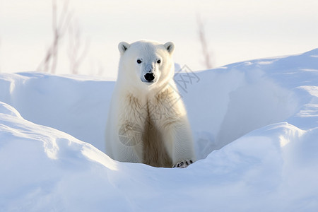 北极熊的冬天雪地中的北极熊背景