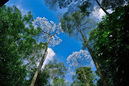 树林和蓝天图片
