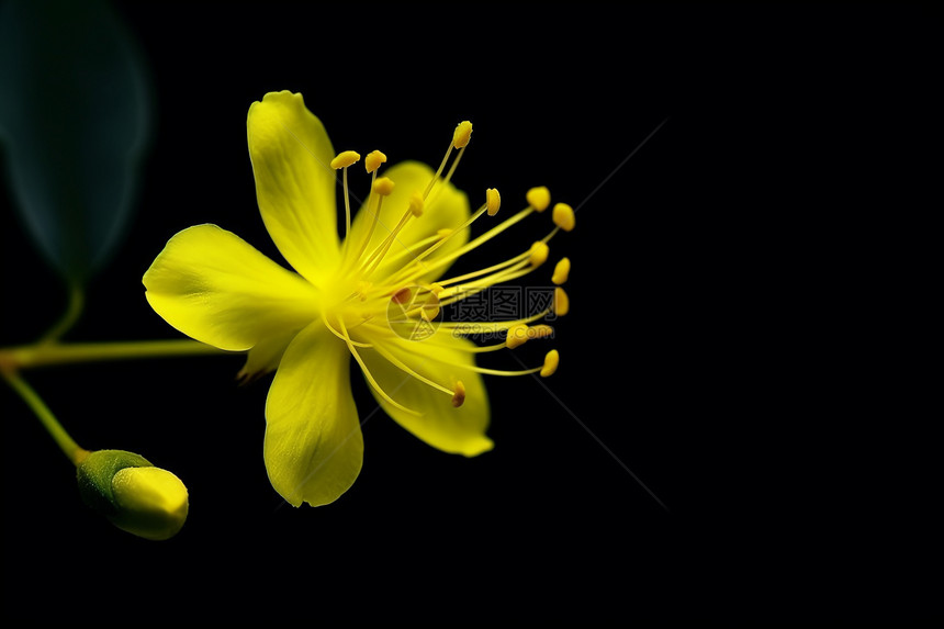 黄色的花朵和花蕊图片