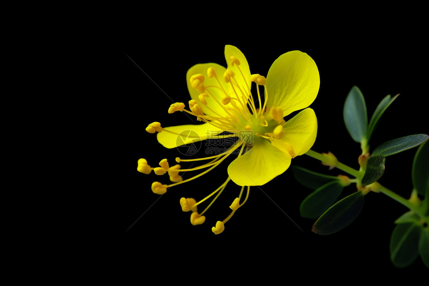 黄色艳丽的花朵图片