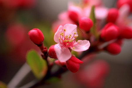 春天盛开的花高清图片