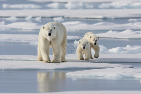 冬天北极的北极熊图片