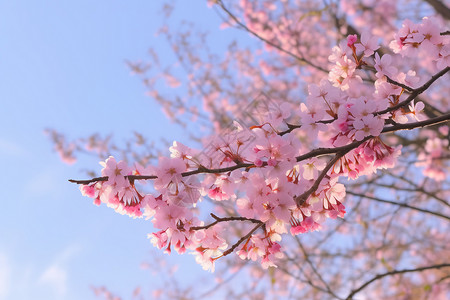 好看的樱桃树背景图片