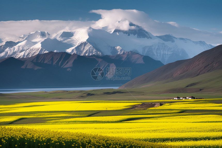 美丽的田园油菜花图片