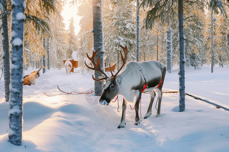 冬天的驯鹿图片