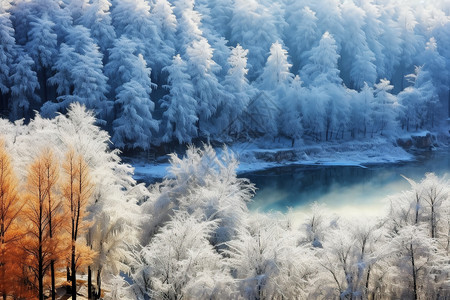 冬天的森林雪后的风景图片