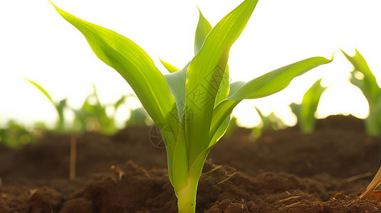 一株玉米新生长的玉米叶子背景