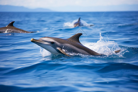 海洋跳跃的海豚背景图片