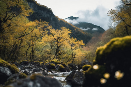 树林风景图片