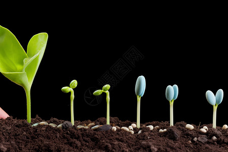 种子发芽过程背景图片