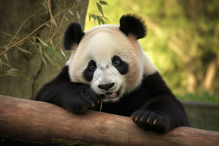 中国大熊猫背景图片