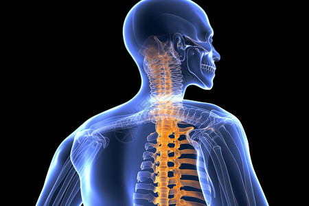 生理学骨头脊柱骨骼概念图设计图片