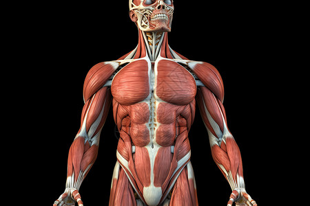 人体部分肌肉图背景图片