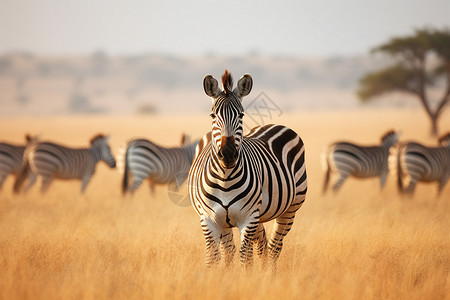 非洲斑马一群斑马高清图片
