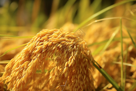 成熟的水稻背景图片