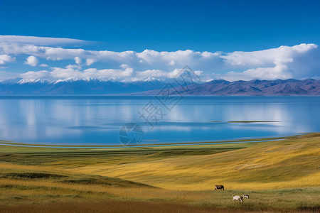 伊犁哈萨克赛里木湖背景