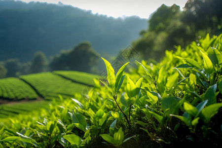 夏季种植园里的茶树高清图片