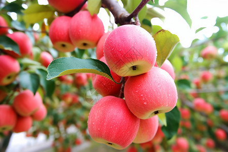 红富士苹果红富士果园高清图片