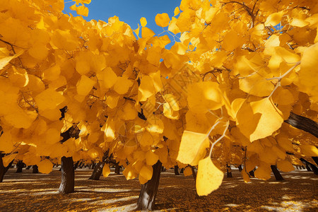 掉落发黄的树叶背景图片