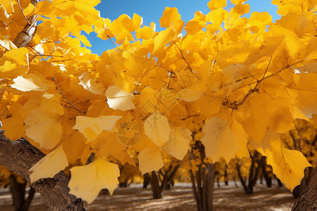 秋天发黄掉落的树叶背景图片