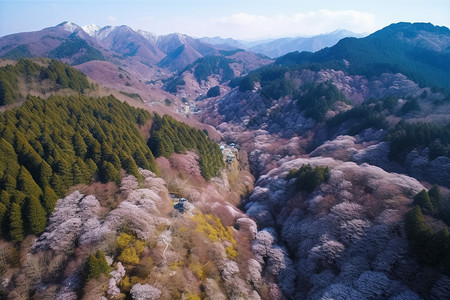 漫山遍野的野樱图片