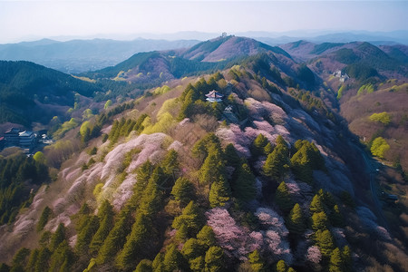 樱谷花语山野上的樱花背景