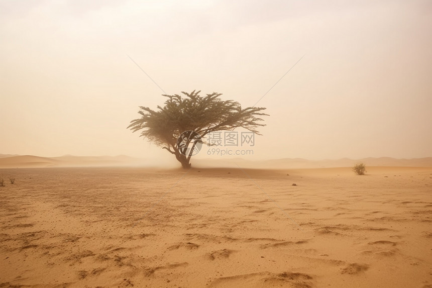 干旱的沙漠图片