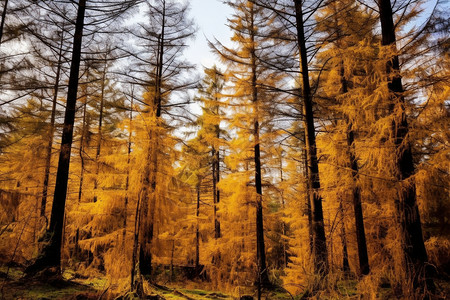 深秋枯黄的松树图片