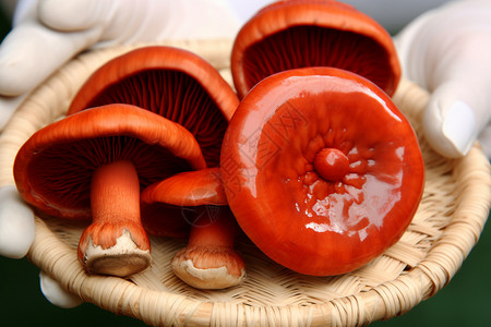 刚采摘的新鲜红色菇类图片
