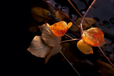 金色的秋叶背景图片