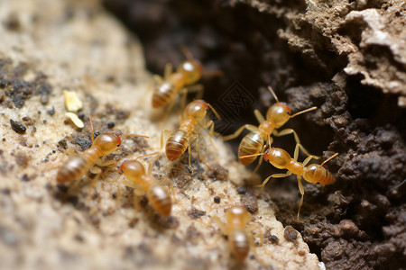 勤劳的蚂蚁土壤蚂蚁窝高清图片