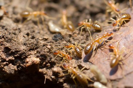 白蚁的家触角蚂蚁窝高清图片