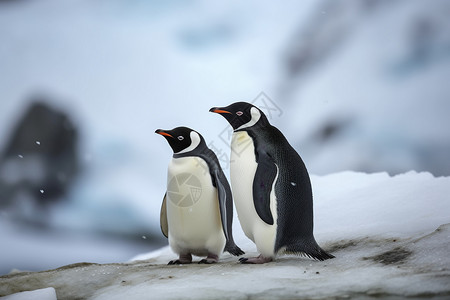 加油两只企鹅雪地中的企鹅一家背景