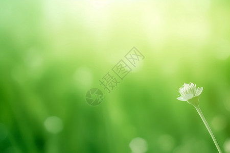 浅绿色图片清新绿景里的小花设计图片