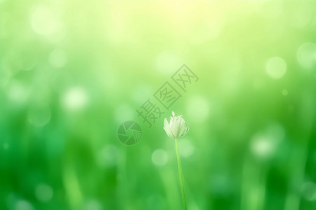 一朵小花模糊的绿色背景设计图片