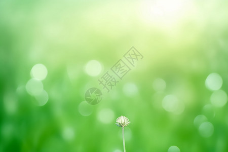 小花一朵浅绿色背景设计图片