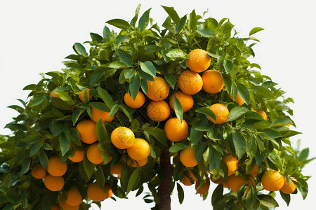 秋季成熟的橙子图片