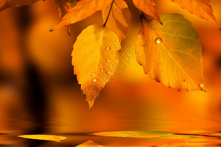 秋天枯黄的叶子背景图片