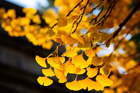 高清特写素材秋天时的银杏特写背景