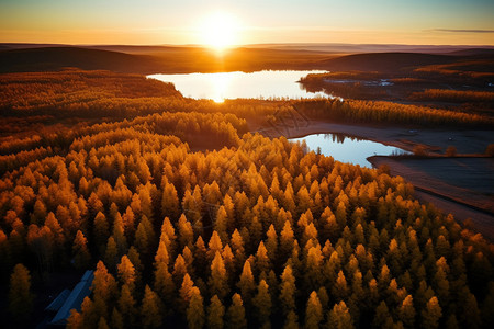 日落唯美的森林图片