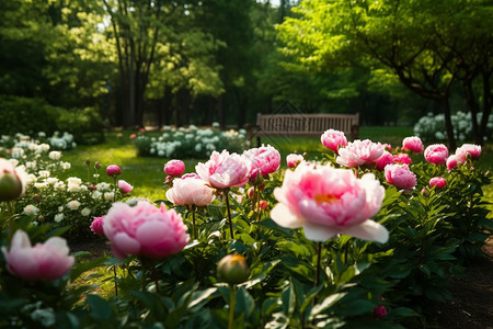 公园里的牡花图片