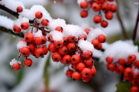 冬季的红果果背景图片