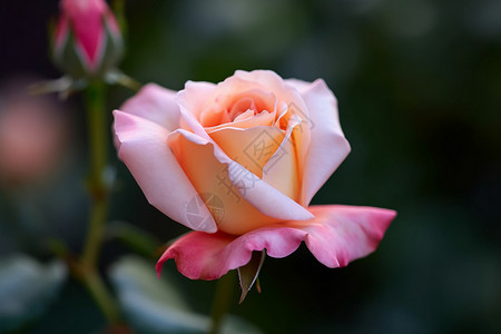 幽香鲜艳的玫瑰花背景