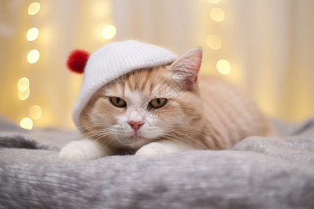 猫咪帽子可爱的小猫背景