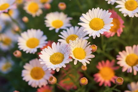 夏天盛开的小雏菊花园背景图片