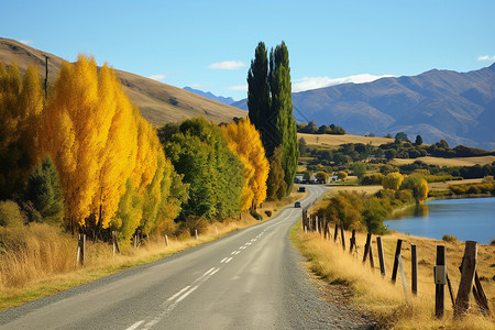 秋季乡村道路和两边的树木背景图片