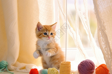 宠物针梳在纱帘旁玩耍的小猫背景