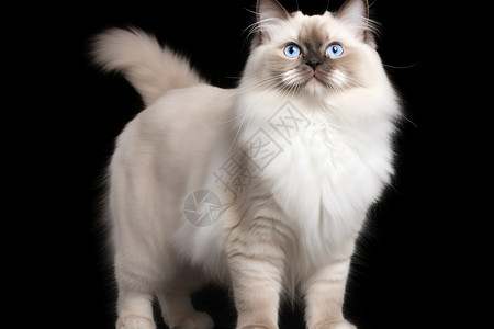 可爱的小猫布偶猫陈多尔高清图片