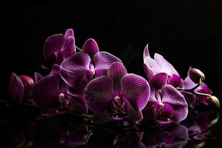 紫色兰花照片高清图片