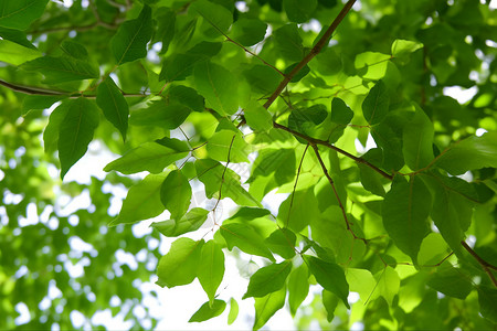 绿色树丛一簇簇浓密的叶子背景